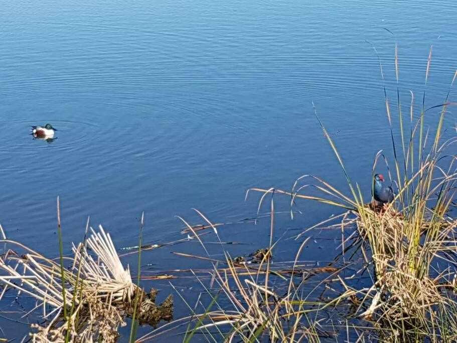 فيلا Ria Formosa Pineview فارو المظهر الخارجي الصورة
